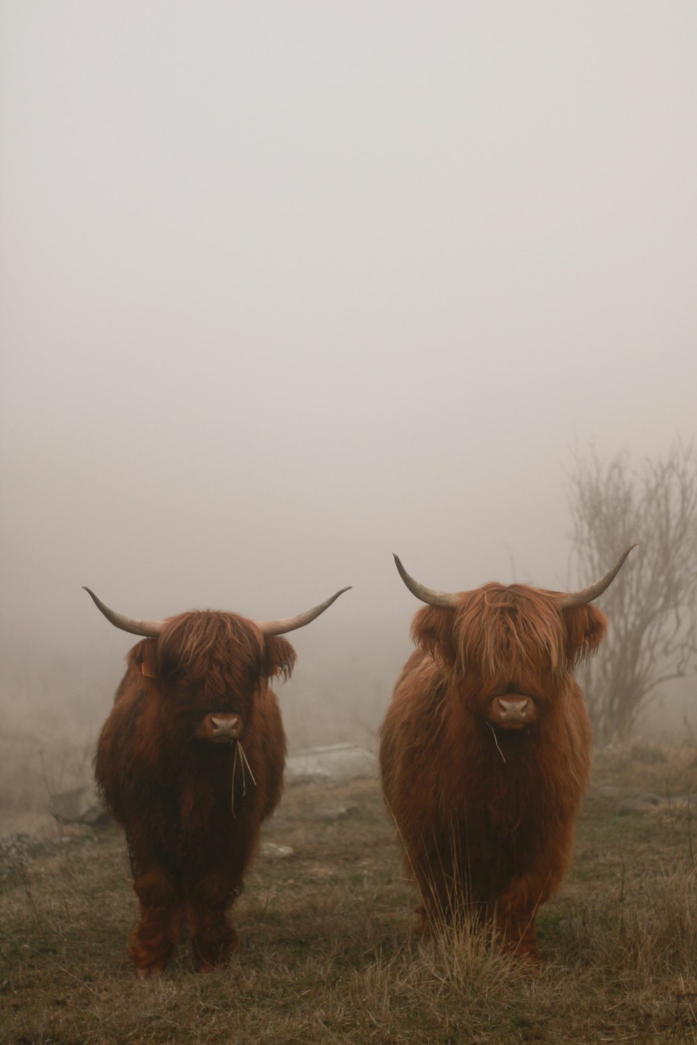 two brown bulls under foggy weather