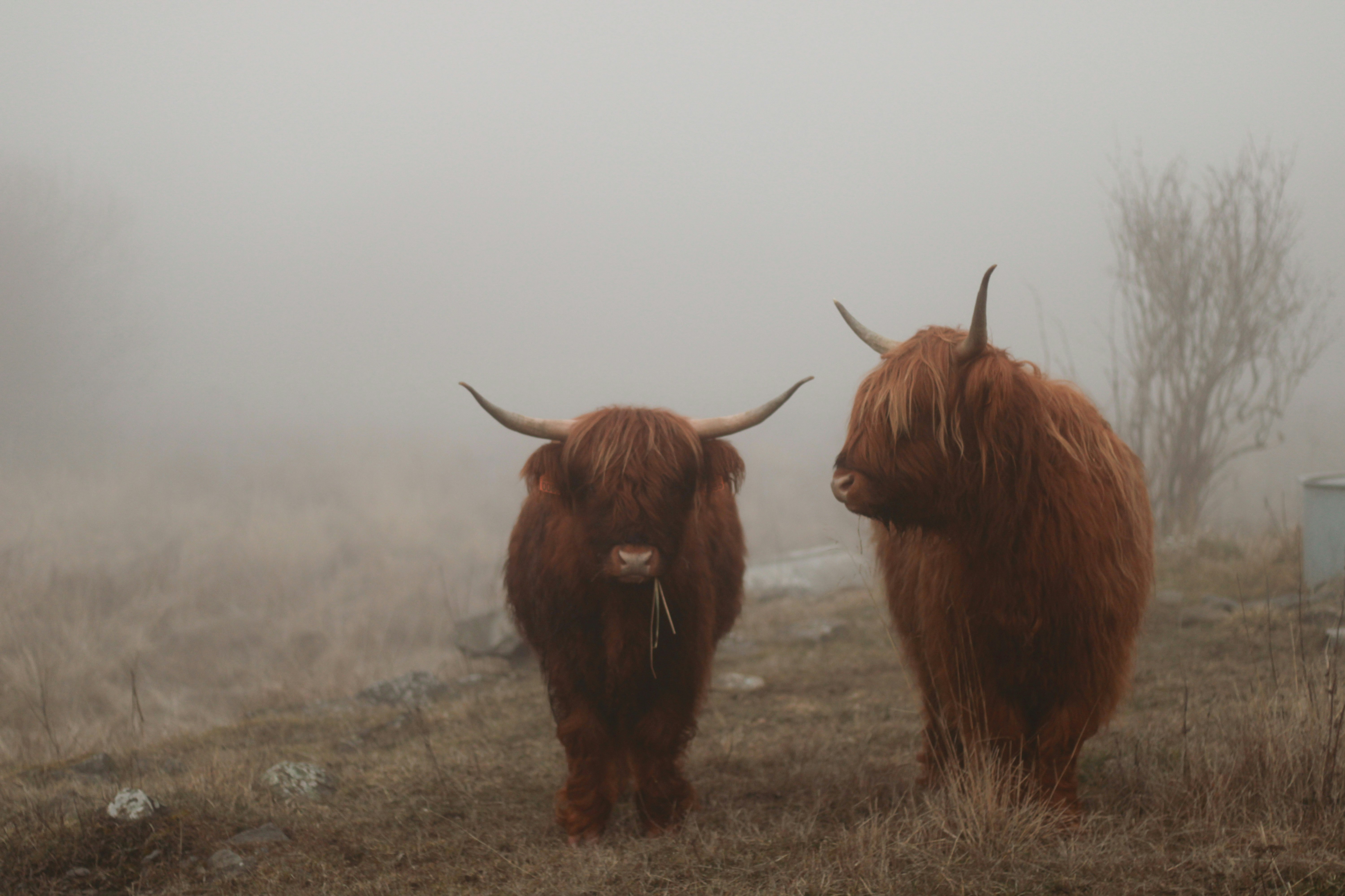 two brown animals surrounded by grass