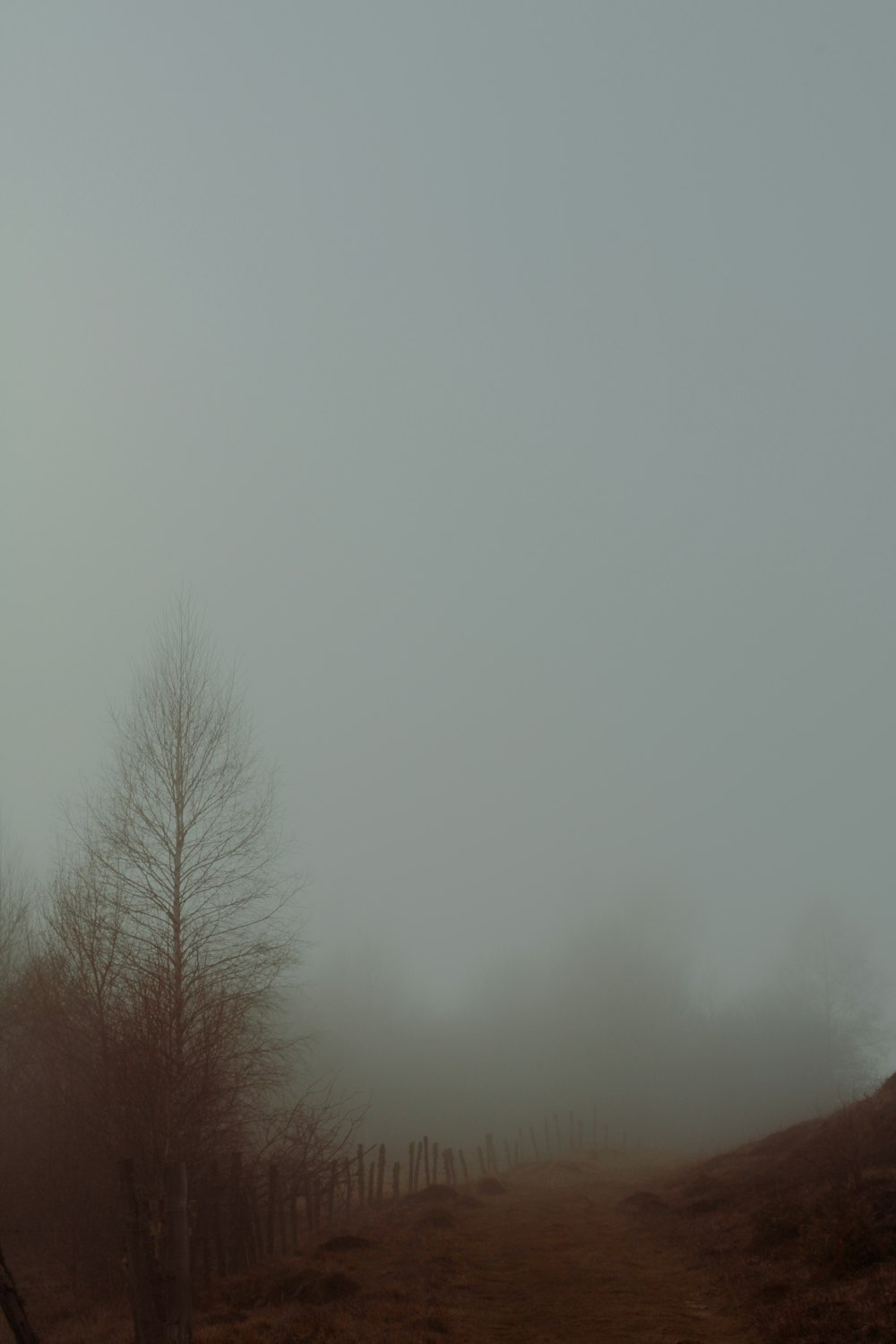 alberi a foglia verde durante il giorno