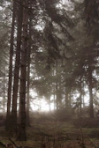A misty forest clearing bathed in soft moonlight, evoking a magical fantasy romance setting.