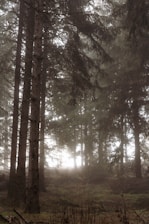 A mystical forest shrouded in mist, with ancient trees and a hint of magical light filtering through the leaves.