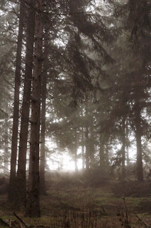 A misty ancient forest with towering moss-covered trees and faint golden light filtering through.