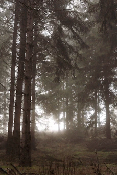 A misty ancient forest with towering moss-covered trees and faint golden light filtering through.