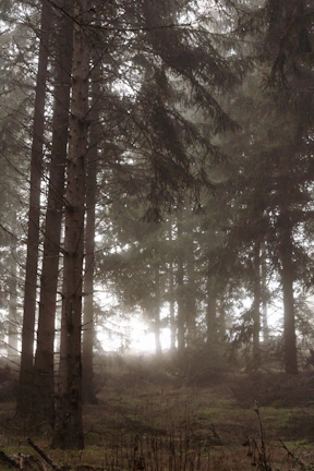 A misty forest clearing bathed in soft moonlight, evoking a magical fantasy romance setting.