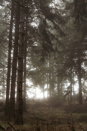 A misty forest with tall, dense trees creates a mystical atmosphere. The ground is covered with sparse foliage and low vegetation. Soft light filters through the fog, casting an ethereal glow.