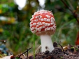 A vibrant red mushroom with white spots is growing in a natural forest setting. The cap is covered in distinct, raised white patches, and it stands out against a blurred background of green foliage and earthy tones. The stem is white and firm, emerging from the soil with some small twigs and leaves around.