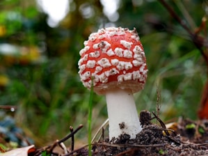 A vibrant red mushroom with white spots is growing in a natural forest setting. The cap is covered in distinct, raised white patches, and it stands out against a blurred background of green foliage and earthy tones. The stem is white and firm, emerging from the soil with some small twigs and leaves around.