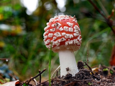 A vibrant red mushroom with white spots is growing in a natural forest setting. The cap is covered in distinct, raised white patches, and it stands out against a blurred background of green foliage and earthy tones. The stem is white and firm, emerging from the soil with some small twigs and leaves around.