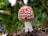 A vibrant red mushroom with white spots is growing in a natural forest setting. The cap is covered in distinct, raised white patches, and it stands out against a blurred background of green foliage and earthy tones. The stem is white and firm, emerging from the soil with some small twigs and leaves around.