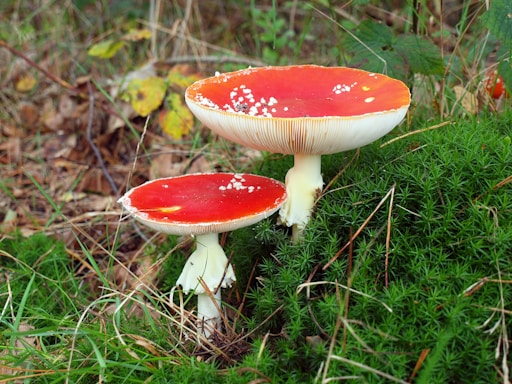Two vibrant red-capped mushrooms with white spots stand amidst lush green foliage and scattered brown leaves, displaying a natural woodland setting.
