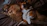 corgi and tabby cat on brown textile