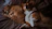 corgi and tabby cat on brown textile