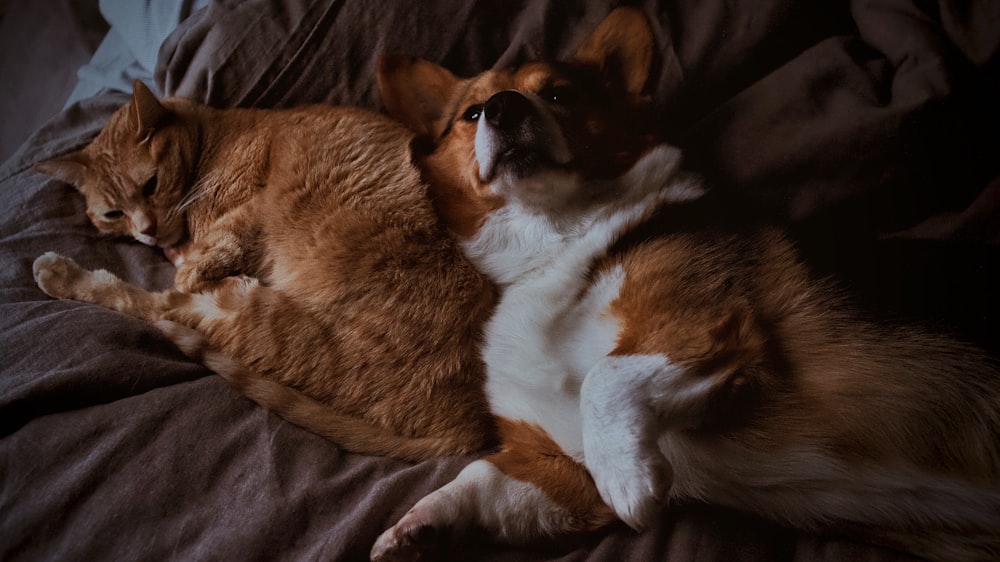 corgi and tabby cat on brown textile