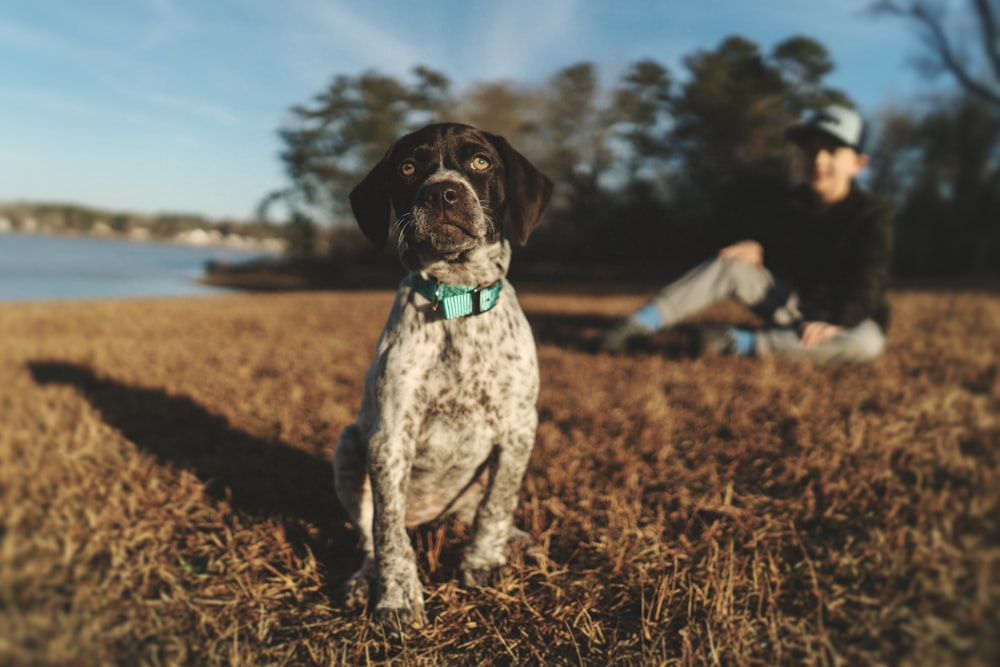 selective focus photo of dog