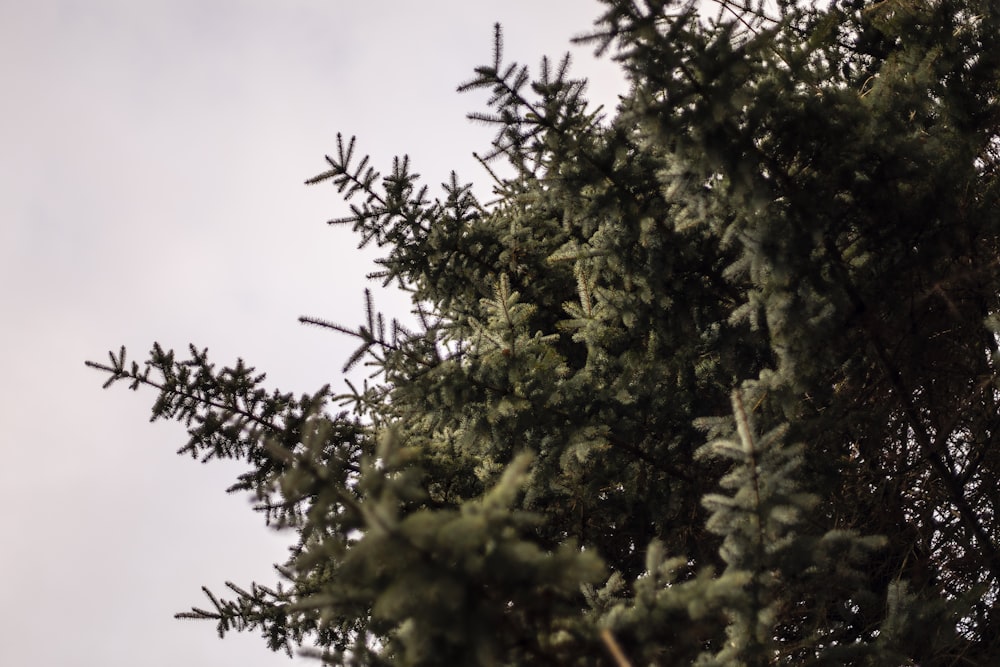 green leaf plant under white clouds