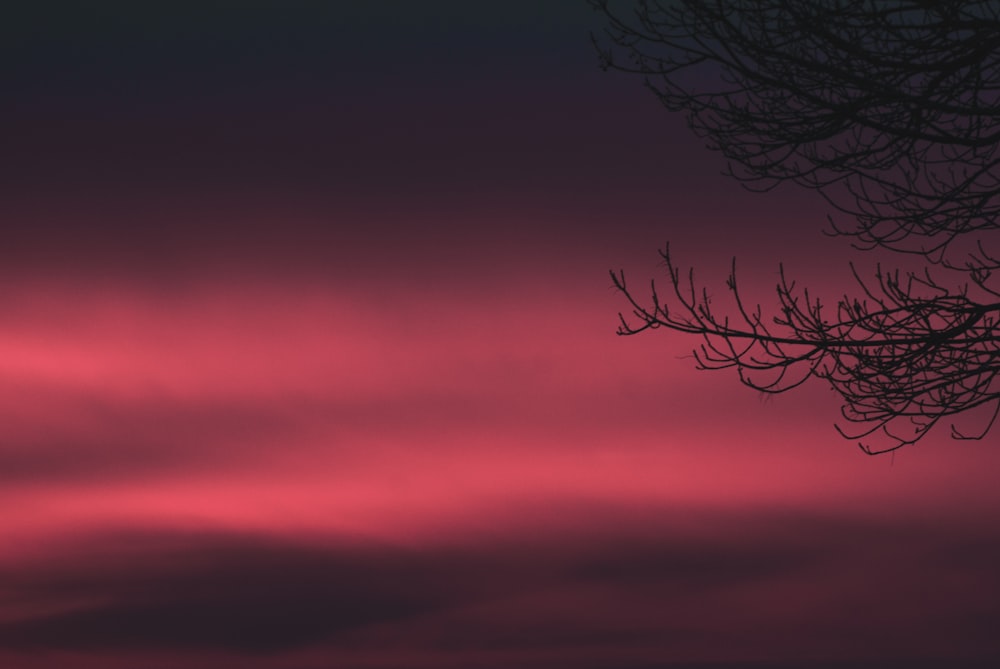 bare tree with red background