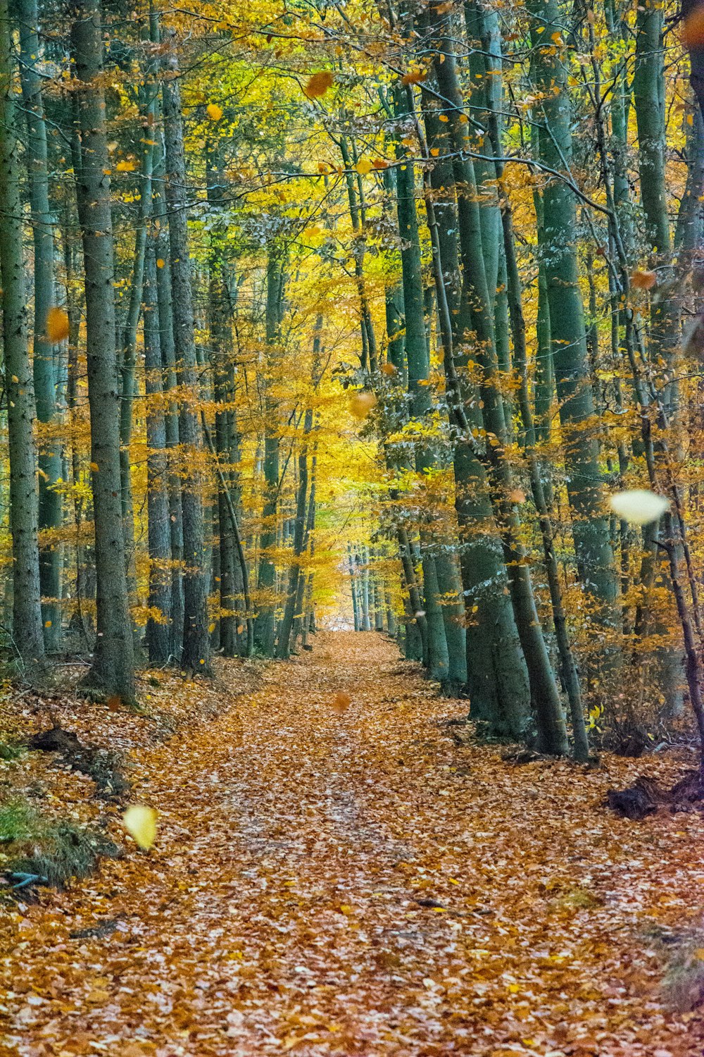 dry leaves on ground between trees