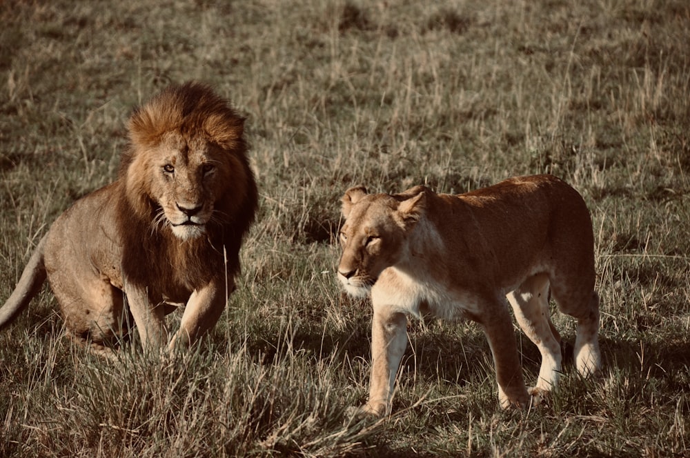 adult lion and lioness at the wild during day