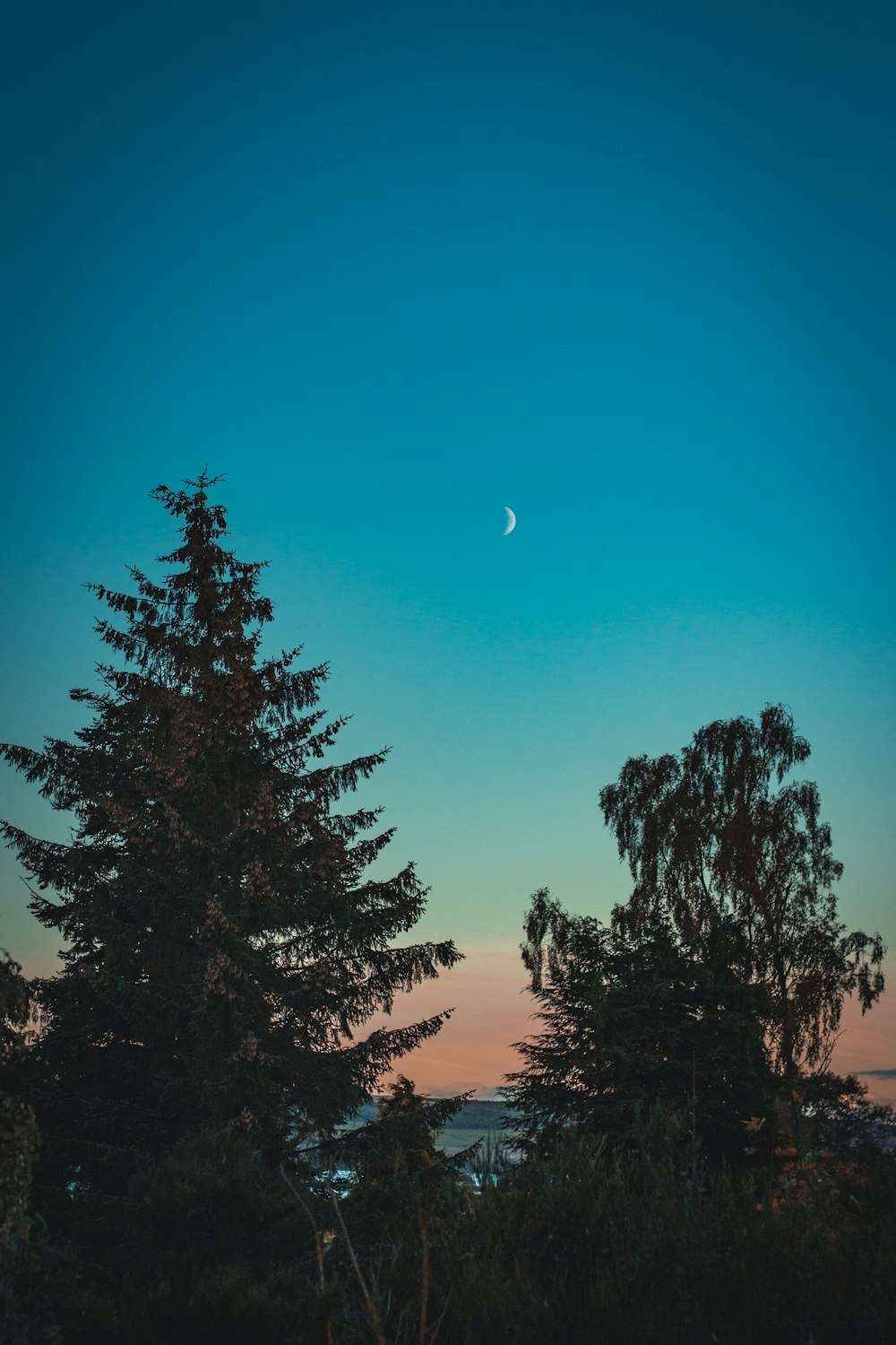 pine trees during golden hour