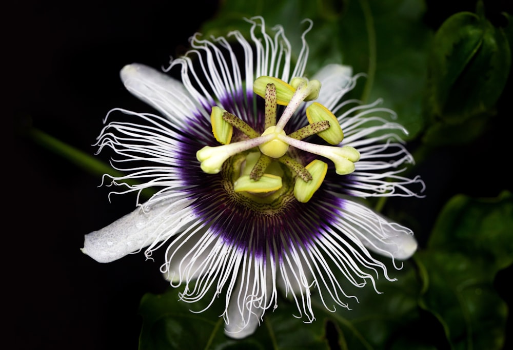 white and yellow flower