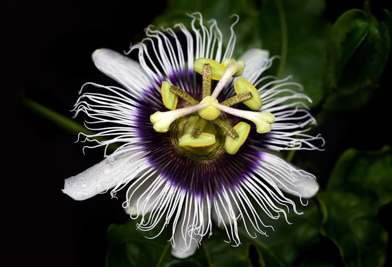 Passion flower showing both stamens and stigma — transfer pollen from the five anthers to the three stigma surfaces for successful hand pollination