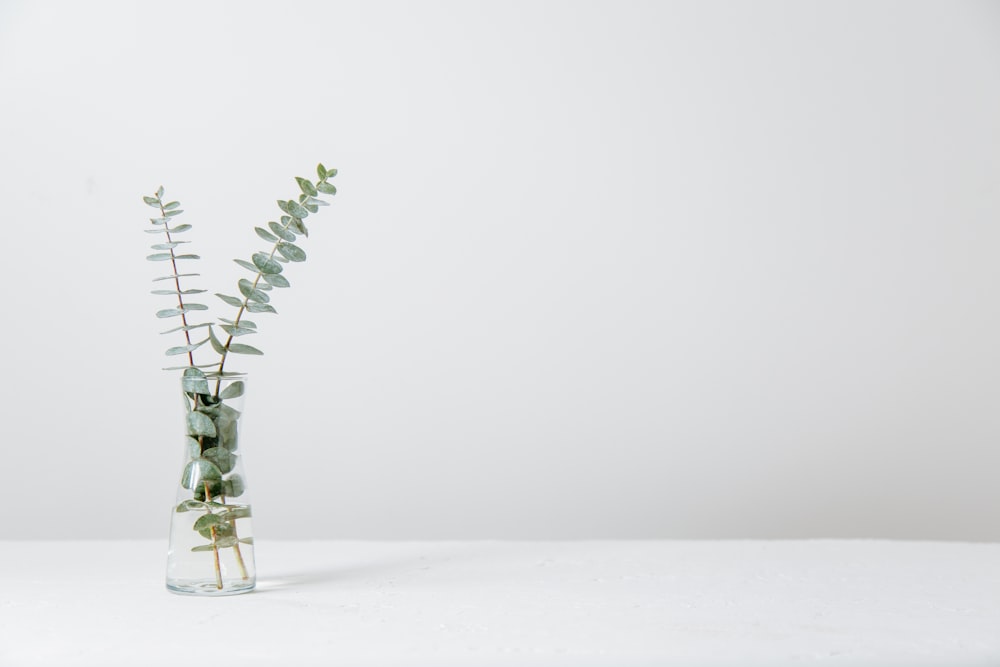 녹색 양치류 식물 내부 투명 유리 꽃병