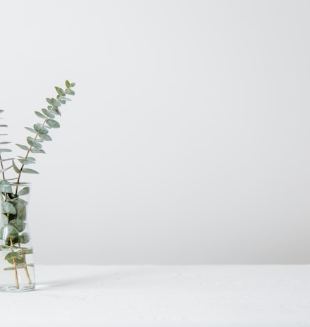 green fern plant inside clear glass vase