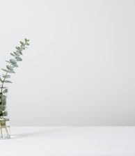 green fern plant inside clear glass vase