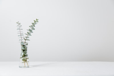 green fern plant inside clear glass vase clean zoom background