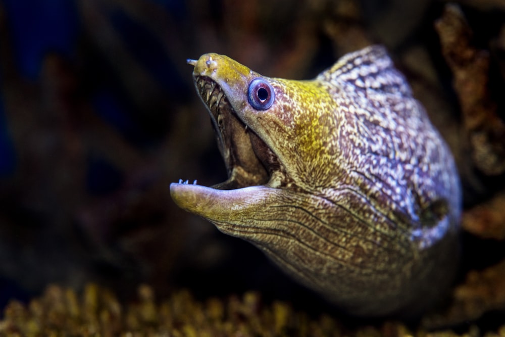 opened mouth gray and black eel