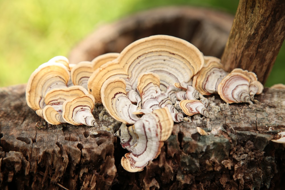 brown and white bracket fungi on wood