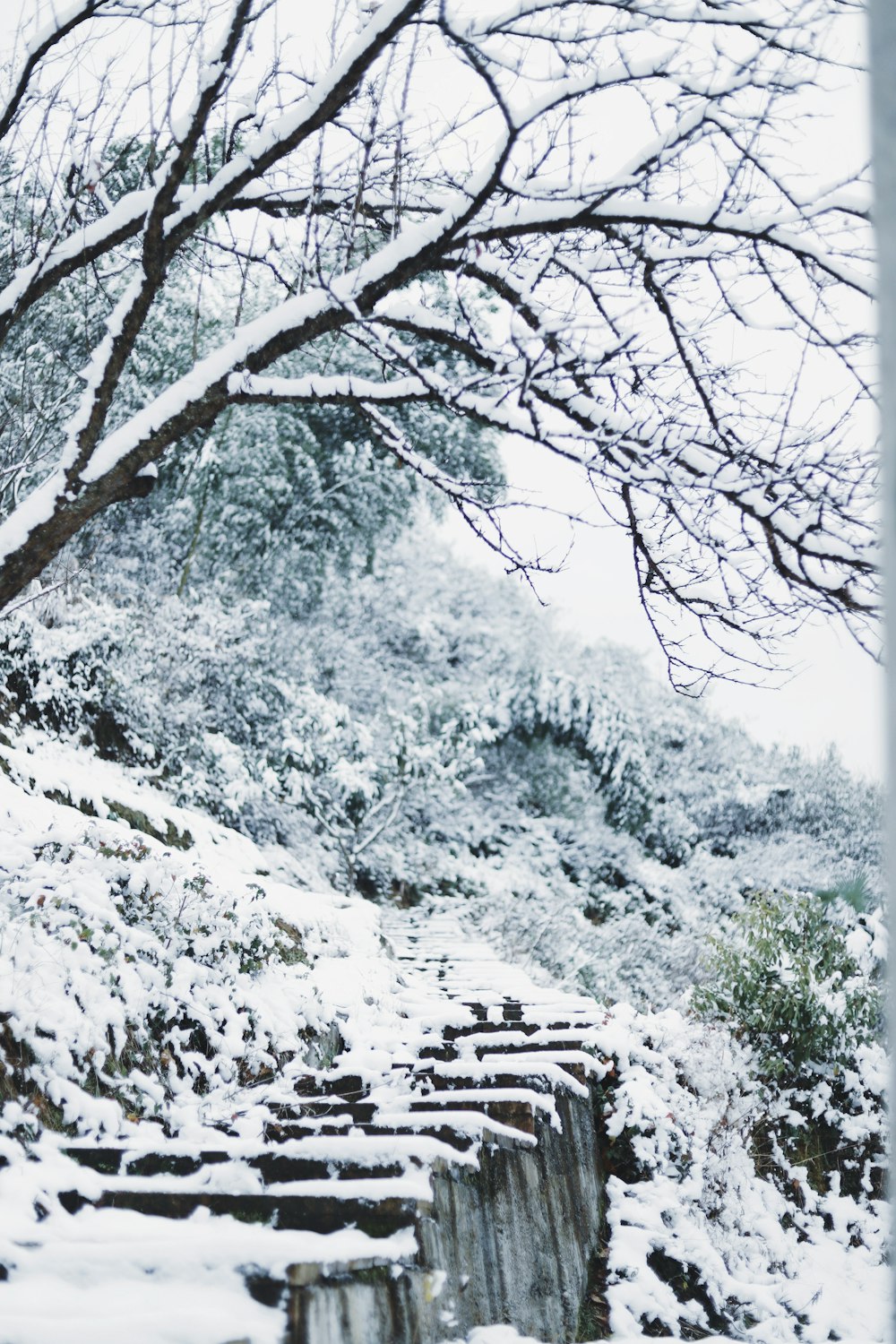 trees covered by snow