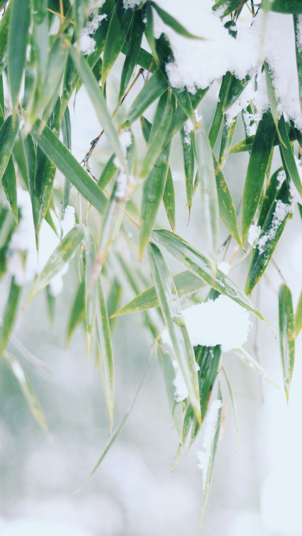 green leafed plant covered with snow