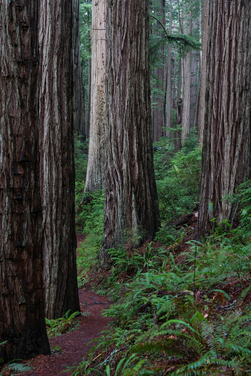 trees surrounded by plants