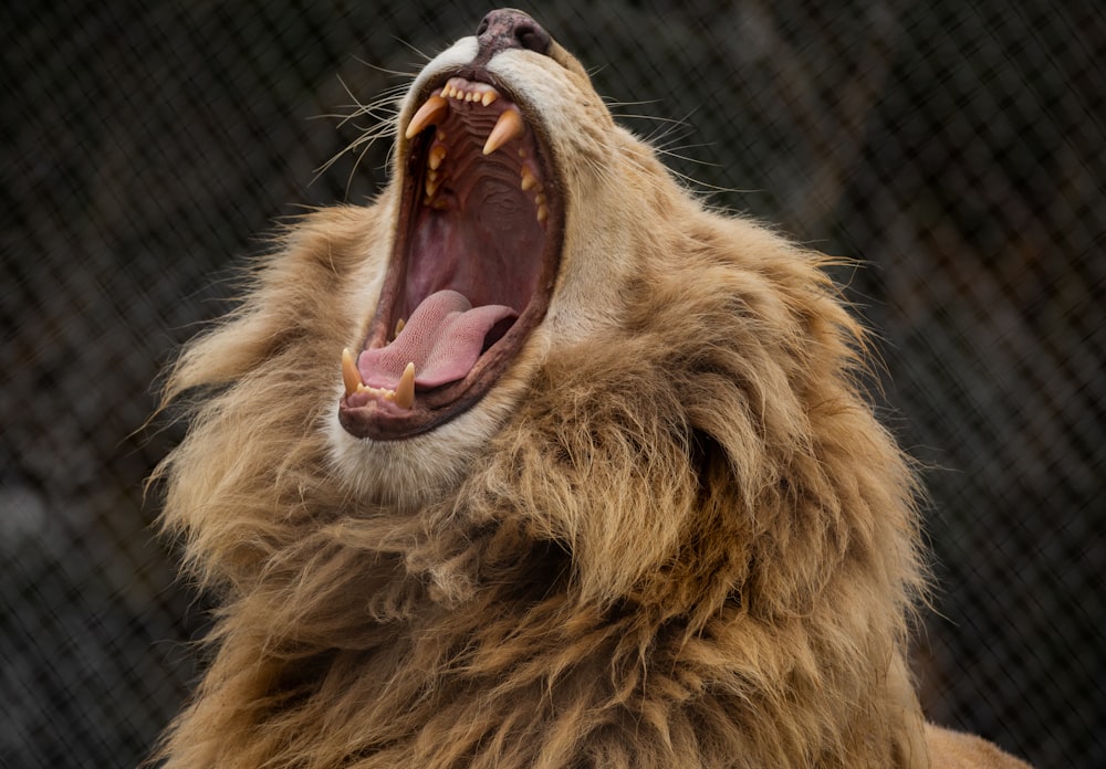 lion opening his mouth