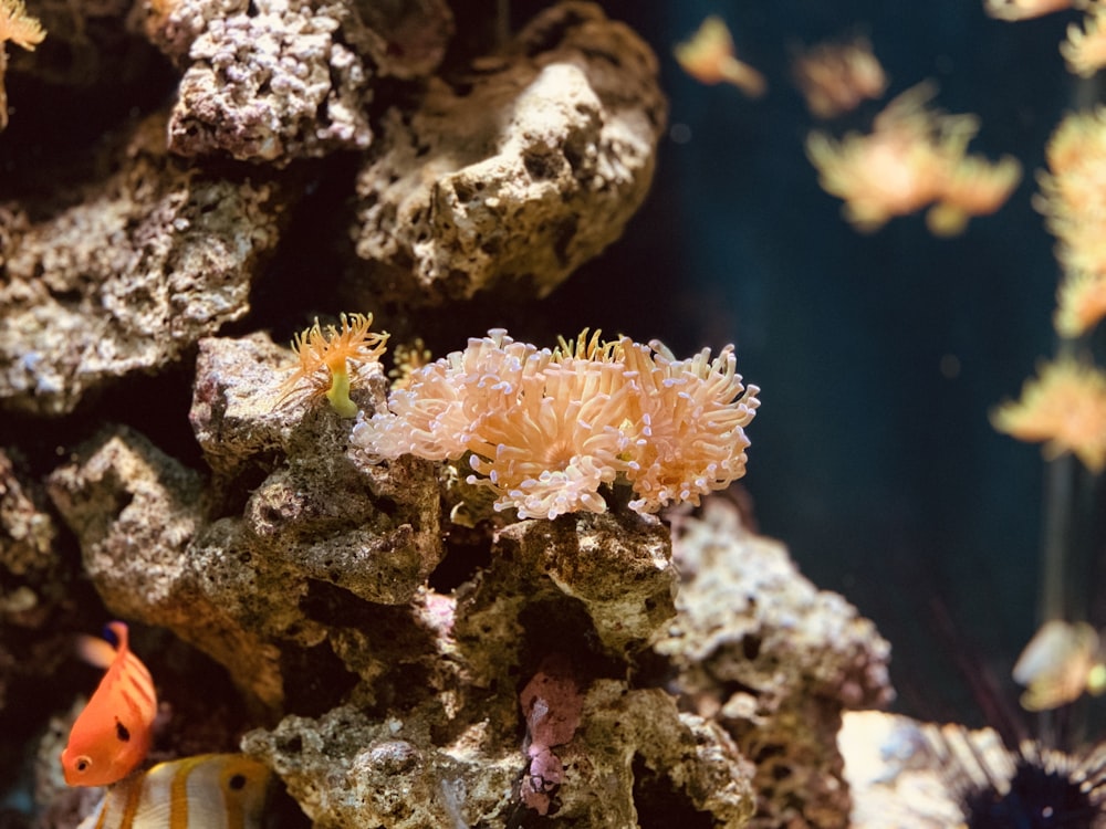 school of fish beside brown corals