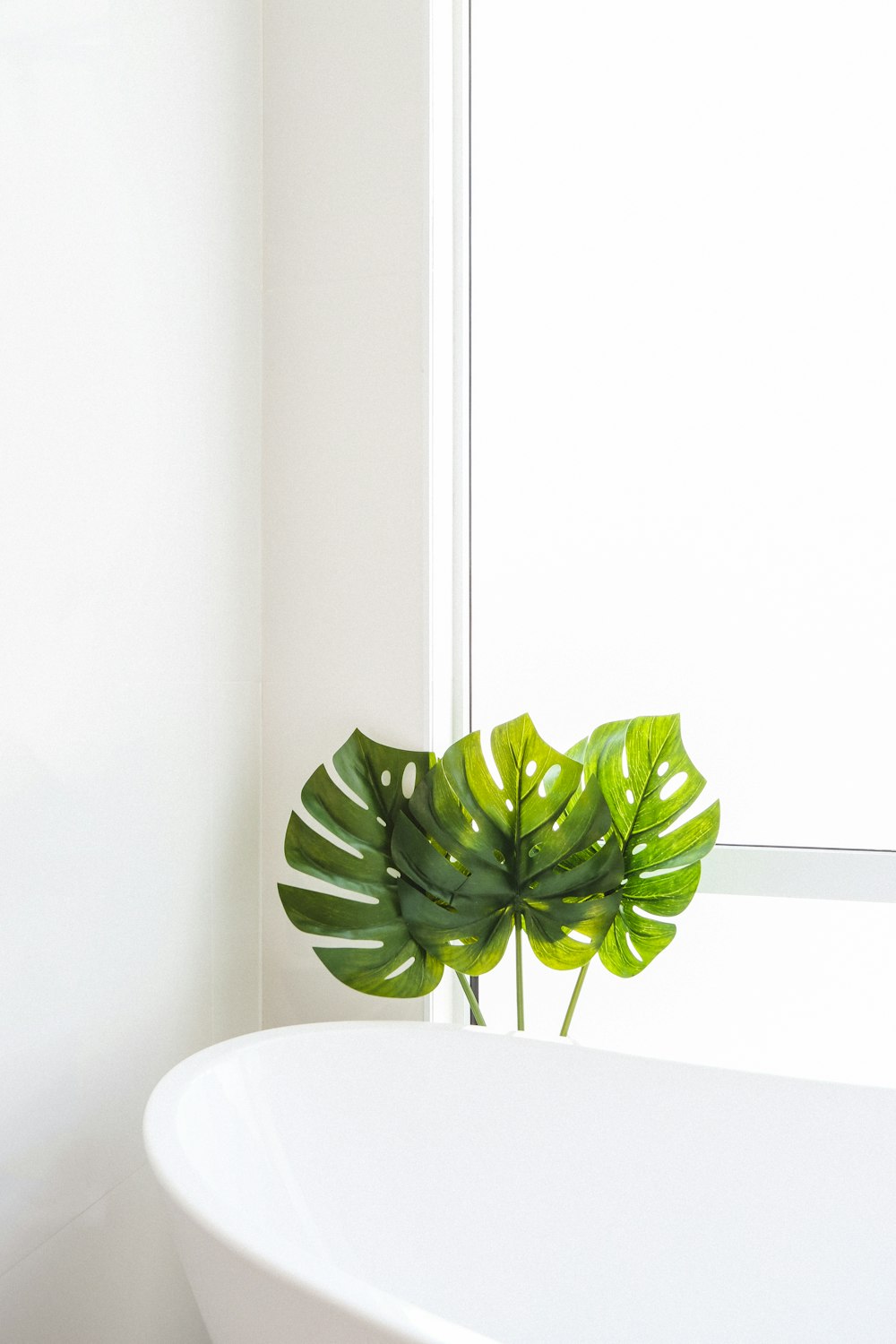 green-leafed plant beside bathtub