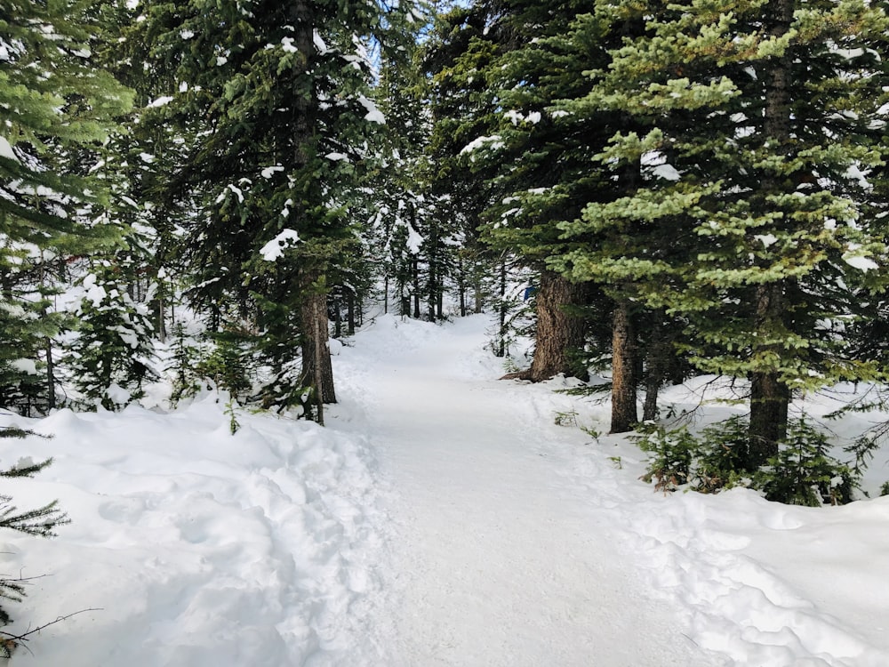 green trees on snowfield