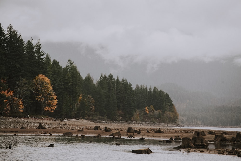 cut woods on shore