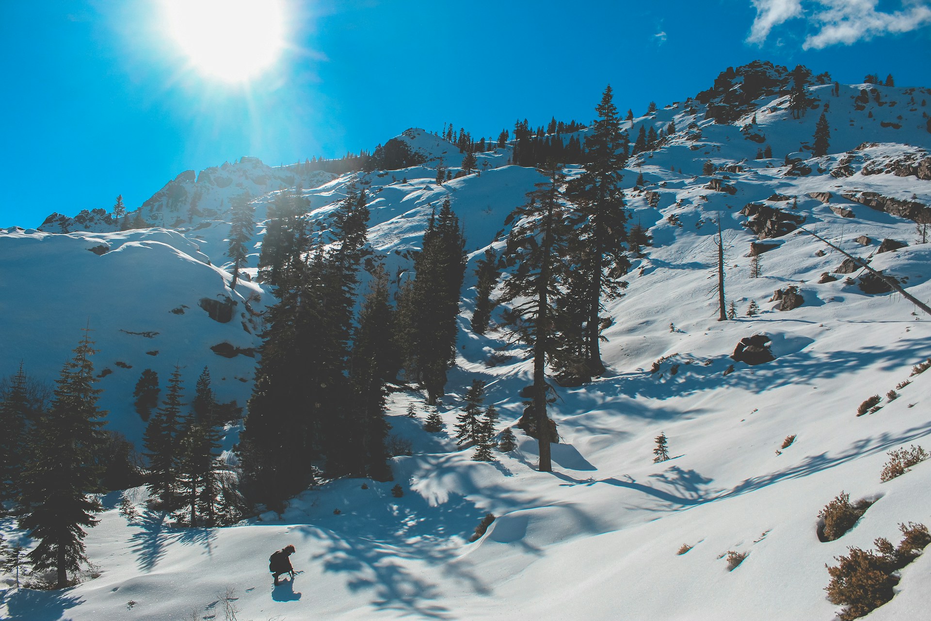 trees on snowfield