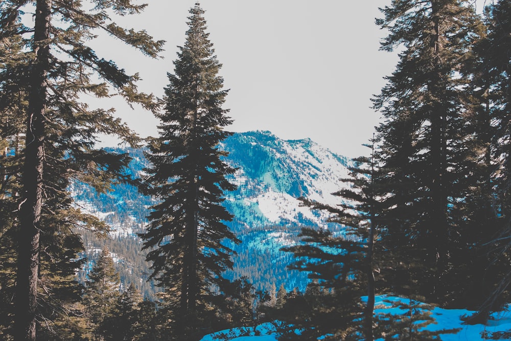 pine tree with snow covered mountain during daytime