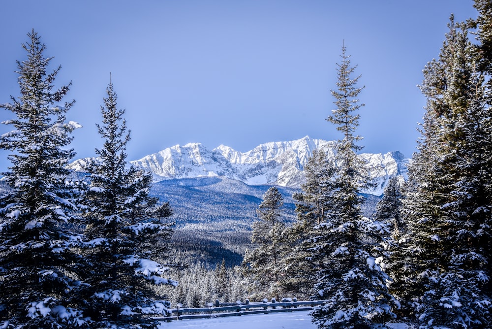 snow covered pine trees and mountain during daytime