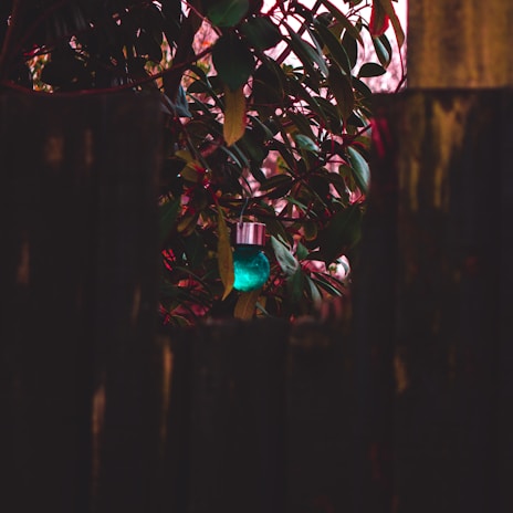 A serene outdoor scene with a sage green glass bottle nestled among leafy branches.