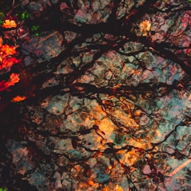 Abstract image featuring reflections of tree branches and leaves in water, with a mix of vibrant colors including orange, red, and teal. The water's ripples create a textured, distorted pattern, blending the natural elements seamlessly and creating a dynamic visual effect.