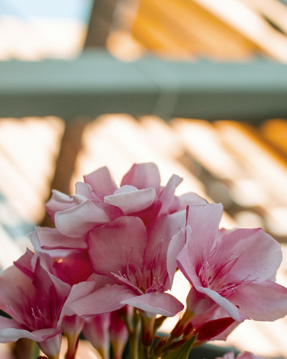 selective focus photography of pink-petaled flowers