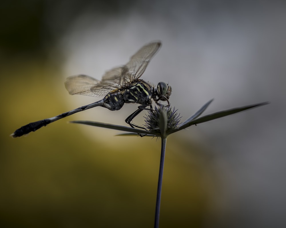 black dragonfly porches on green plant