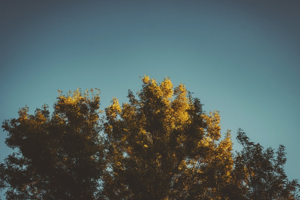 green-leafed tree during day