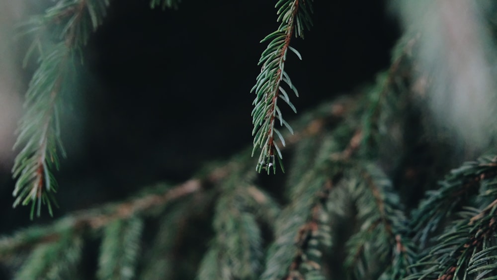 green pine leaves