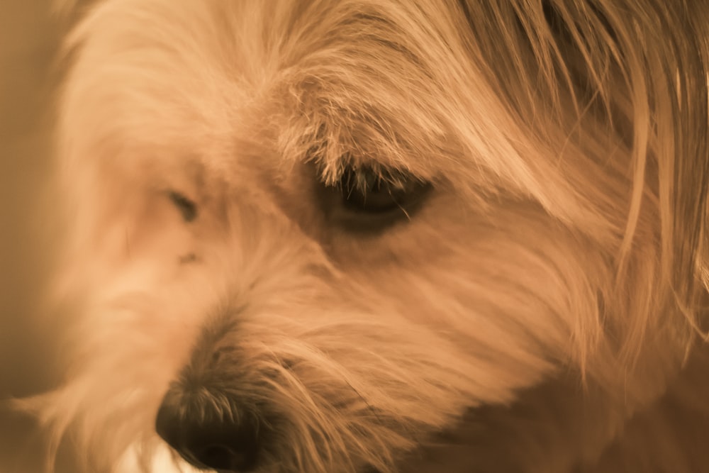 close-up photography of brown dog