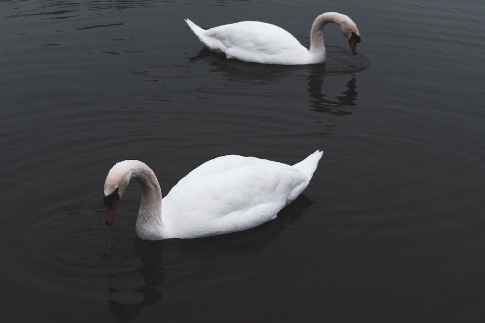 two white ducks on body of water